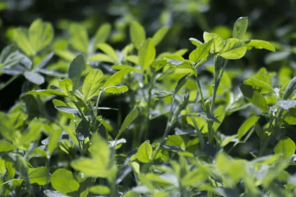 alfalfa leaf plant