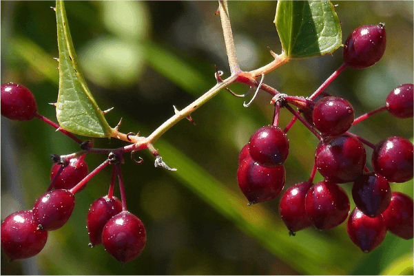 sarsaparilla-plant