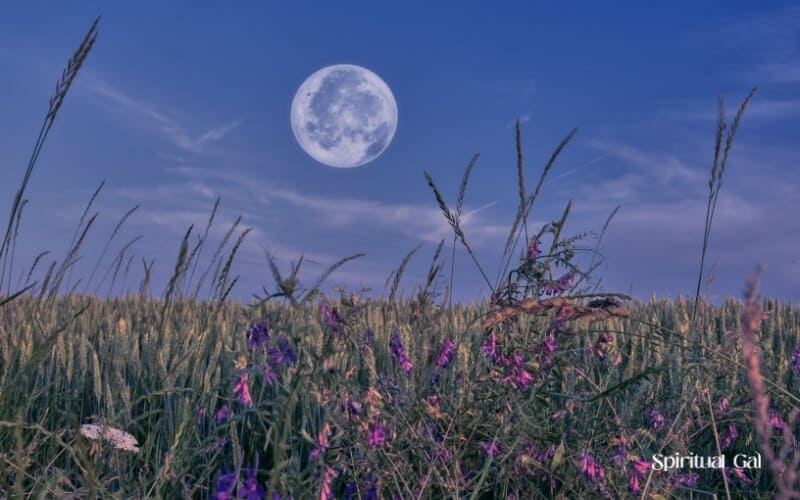 a field of flowers and the moon